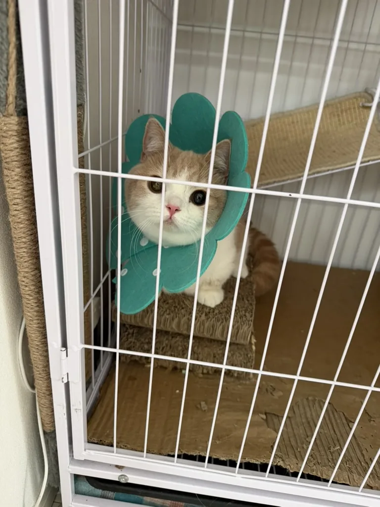 猫にケージは必要？｜家庭向けの公的なサイズ基準は存在しない