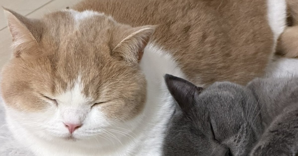 猫種ずかん｜24種＋雑種を性格・大きさ・寿命で比べる | ココとちくわ
